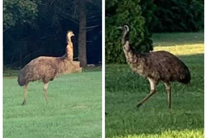 'DO NOT APPROACH This Big Bird' Police Warn Following Emu Sighting In Pennsylvania