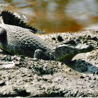 Alligators, Turtles Found In Area Home