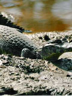 Alligators, Turtles Found In Area Home