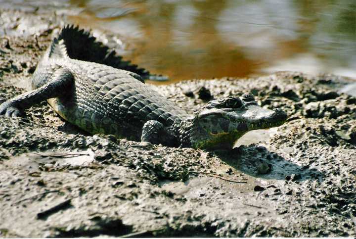 A miniature caiman, also known as a  crocodilian, was found in a litter box in a Wappingers Falls home.