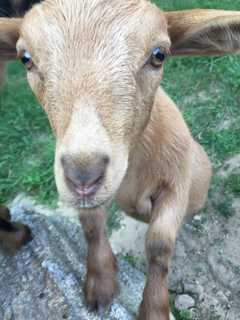 New Goats 'Calvin,' 'Hobbes' Are Big Hit At Southeast's Tilly Foster Farm