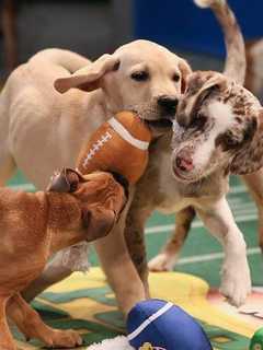 Dog Daycare In Yorktown Holds Grand Opening