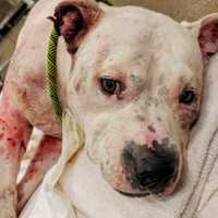 <p>Capone, a sweet 6-year-old pit bull, was viciously attacked by his two dog siblings.</p>