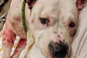 GRAPHIC: Sweet Passaic County Pit Bull Attacked By Dog Siblings