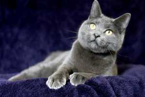 Meet Cashmere, Pomona Animal Shelter's Pet Of The Week