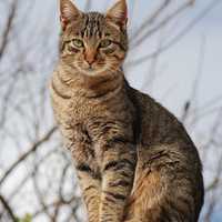 Feral Cat Tests Positive For Rabies After Biting Atlantic County Homeowner