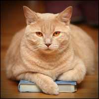 Furr-Giveness Program At Central Mass Public Library System To Paws Soon