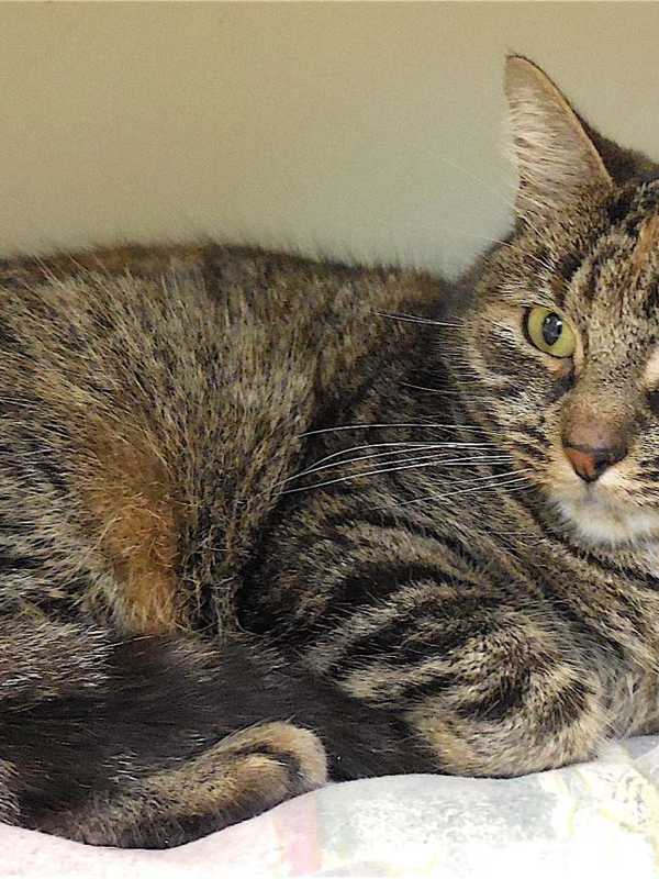 Putnam Humane Society Seeks Owner Of Cat Found In Brewster