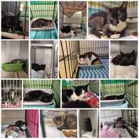 Urgent Plea For Pet Adoptions Issued After More Than 70 Cats Rescued From Nassau County Home