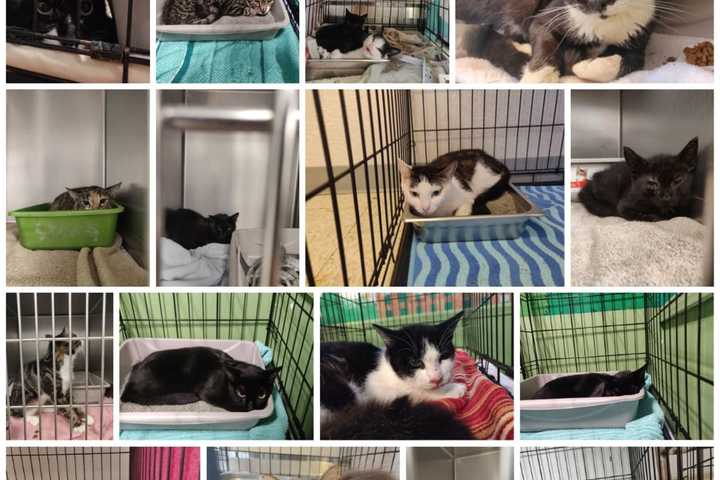 Urgent Plea For Pet Adoptions Issued After More Than 70 Cats Rescued From Nassau County Home