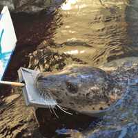 <p>Seals are putting their art skills to the test at the New England Aquarium in Boston, and guests can help them complete their masterpieces.</p>