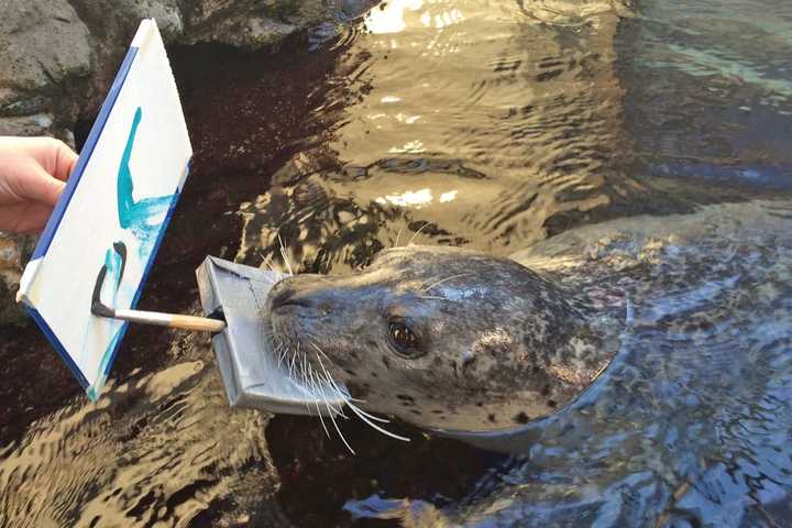 Here's Your Chance To Paint With Seals At New England Aquarium In Boston