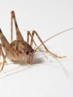 Creepy Crickets: Spider-Like 'Sprickets' Crawling Around Westchester Homes