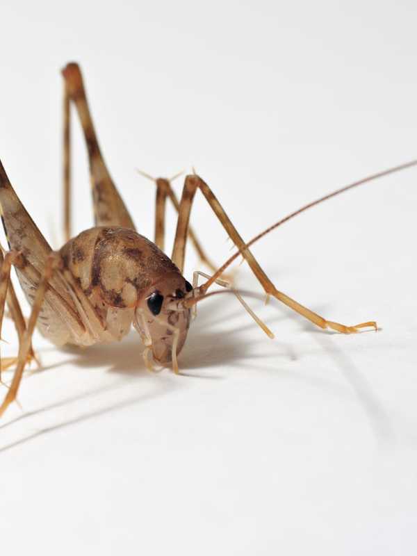 Creepy Crickets: Spider-Like 'Sprickets' Crawling Around Westchester Homes