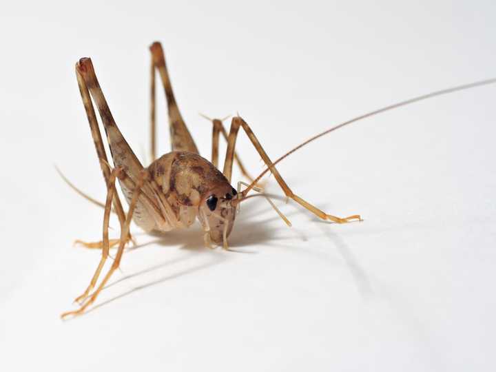 Spider or camel crickets love to hide in dark, damp spaces.