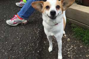 Charlie Is SPCA Of Westchester Pet Of The Week