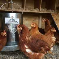 <p>Fable Farm raises free range chickens</p>