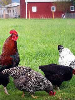 Learn To Raise Chickens At Putnam Valley Grange