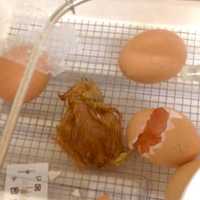 <p>A chick emerges from an egg in Chappaqua Central School District.</p>