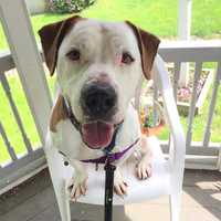 Chico Is SPCA Pet Of The Week