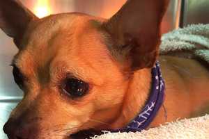 Chihuahua Hit By Car In Putnam Reunited With Owner