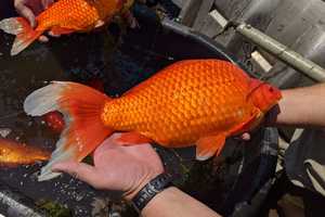 Tiny Goldfish Dumped In Lakes Are Growing To Football Size As Officials Issue Warning