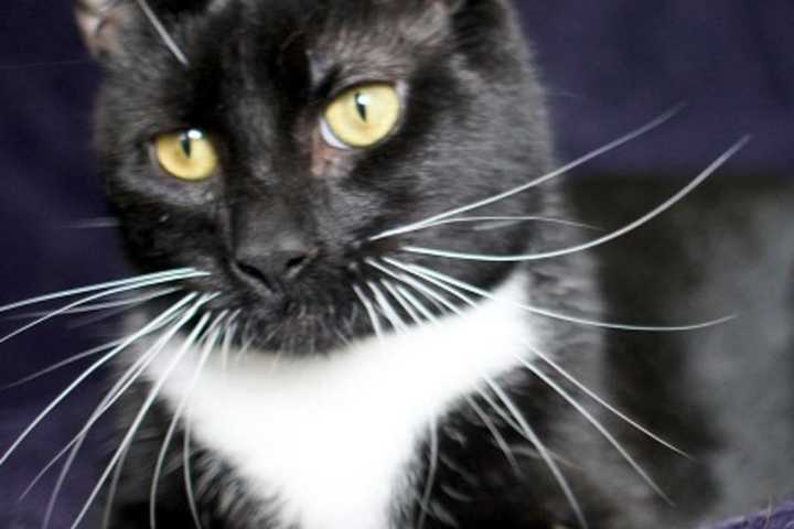 Chatty Kitty Up For Adoption At Clarkstown Animal Shelter