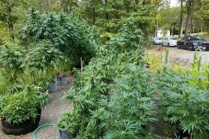Man Sentenced For Operating Hudson Valley Grow House