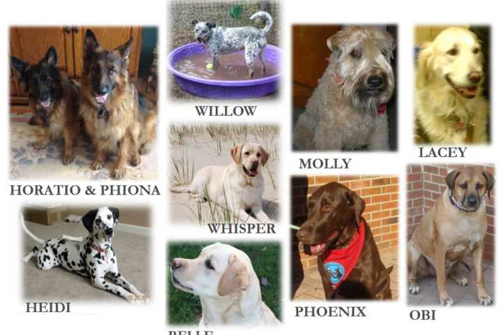 PAWS For Reading Returns To Clifton's Allwood Branch