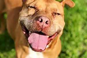 Don’t Overlook This Clover: Pit Bull Needs A Forever Home