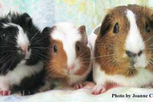 Emily, Squirt, Clover Are Hudson Valley Pets Of The Week