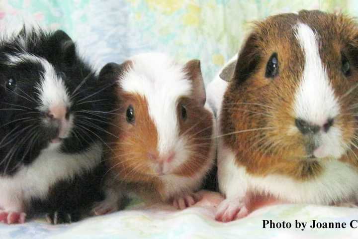 Emily, Squirt, Clover Are Hudson Valley Pets Of The Week