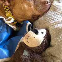 <p>Rescued from a shelter in Alabama two years ago, Clover would love to be in a caring family.</p>