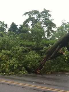 Downed Tree In Greenwich Causes Power Outage, Road Closure