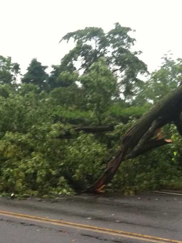 Downed Tree In Greenwich Causes Power Outage, Road Closure