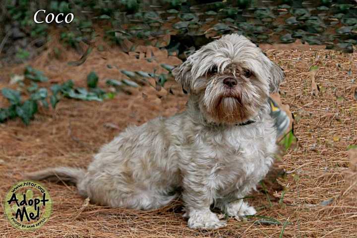 Meet Coco, Hi Tor Pet Of The Week