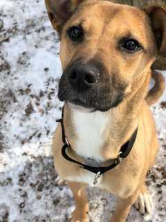 Coco Is SPCA Pet Of The Week