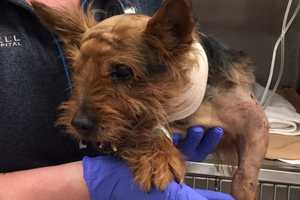 Oakland Shelter Rallies To Save Critically-Injured Yorkie
