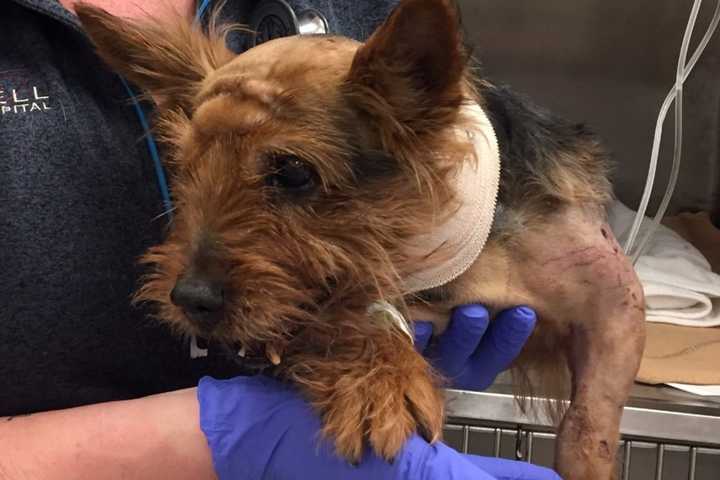 Oakland Shelter Rallies To Save Critically-Injured Yorkie