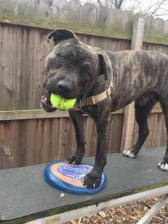 Colo Is SPCA Pet Of The Week