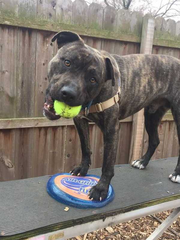 Colo Is SPCA Pet Of The Week