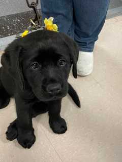 Meet Nor'E, Northeast Metro Tech's First Four-Legged Faculty Member