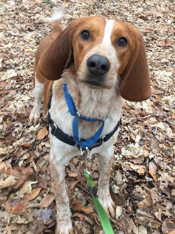 Cooper Is The SPCA Of Westchester's Pet Of The Week