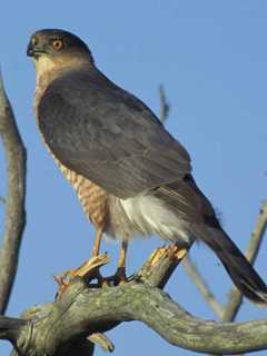 Stamford Man Pleads Guilty To Capturing, Killing Federally Protected Hawks