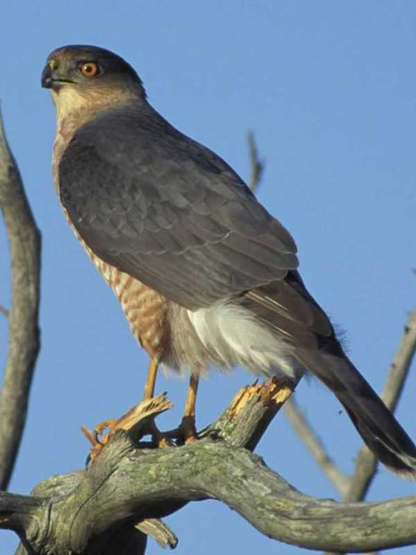 Stamford Man Pleads Guilty To Capturing, Killing Federally Protected Hawks