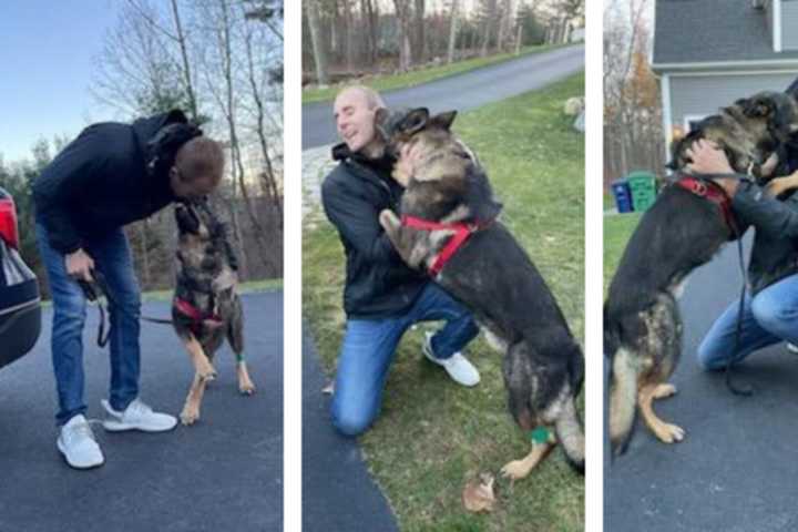 Police K-9 And His Trooper Recover After Hopkinton Car Crashed Into Cruiser