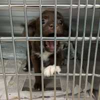 Homeward Bound: Salem Shelter Brings Out-Of-State Pets To Massachusetts