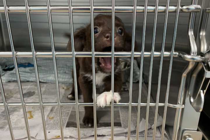 Homeward Bound: Salem Shelter Brings Out-Of-State Pets To Massachusetts