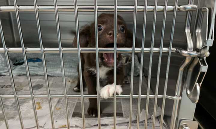 Many of the newly transported dogs are puppies.