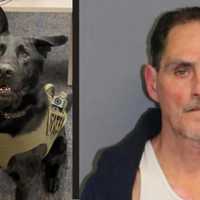 Super Sniffer K9 Noses Out Intoxicated CT Car Thief, State Police Say